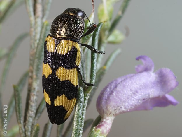 Castiarina macarthuri, PL2612A, female, on Eremophila scoparia, EP, 14.7 × 5.5 mm